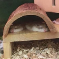 ギラギラ