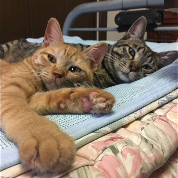 休眠中ですよ