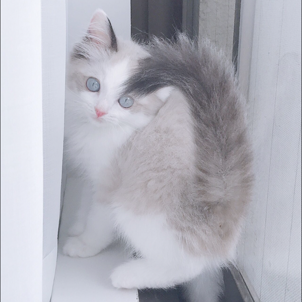 槐樹 澪