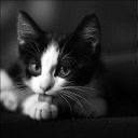 😾ゆらりのらり😾🎻