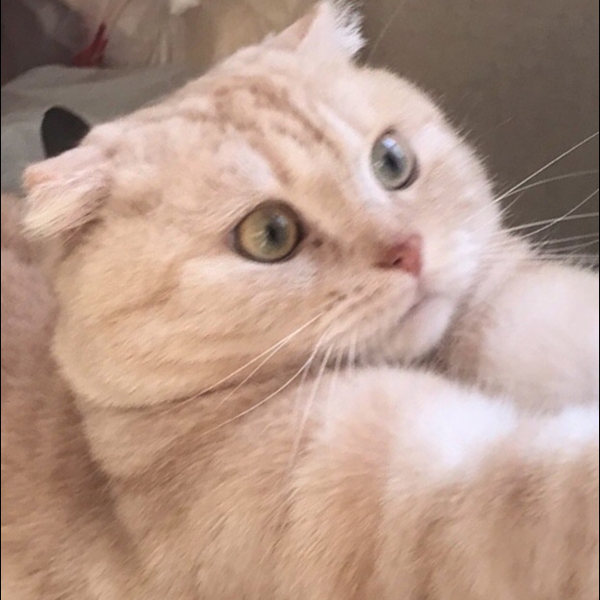 みっち