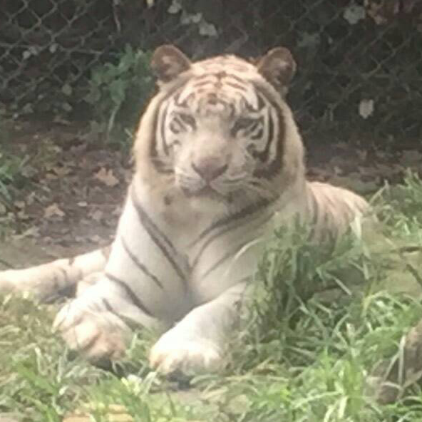 たまごかけぱん