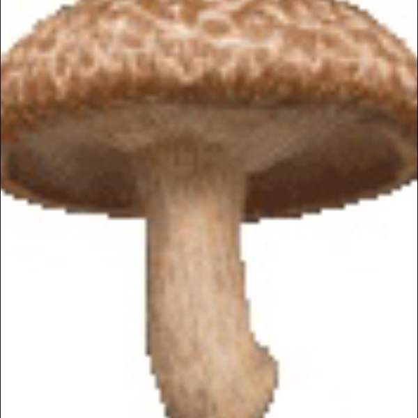 椎茸