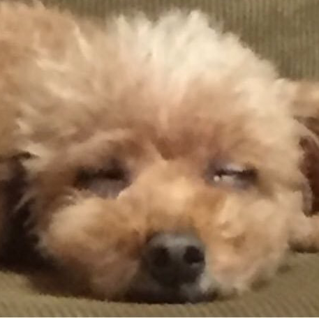 とんがし