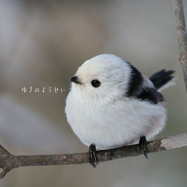 りじゅ