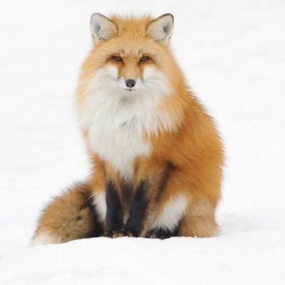 なめろう