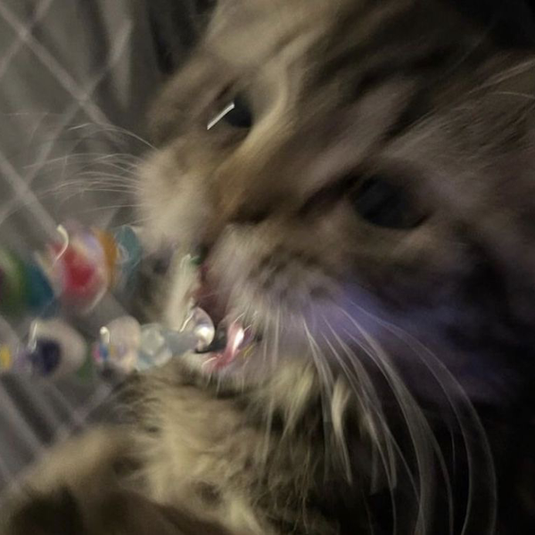 ㅤ                                 ㅤ
