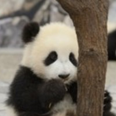 🐼パンダ🐼🐾