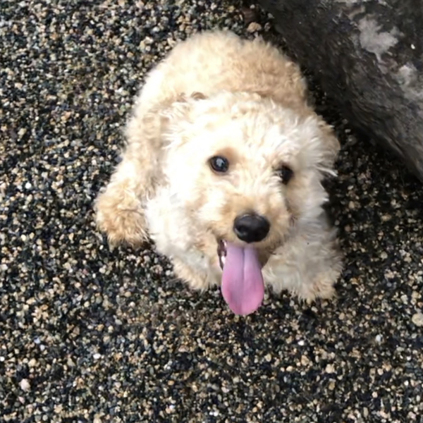 てーそんぐ