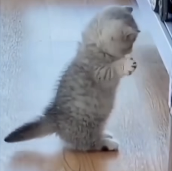 あむ🐱