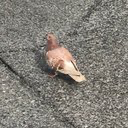 ゲチヲ