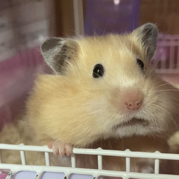 まーま