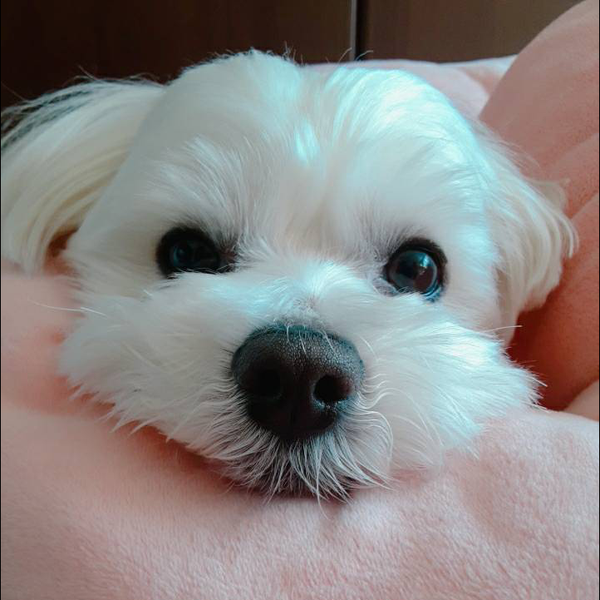 りぼ