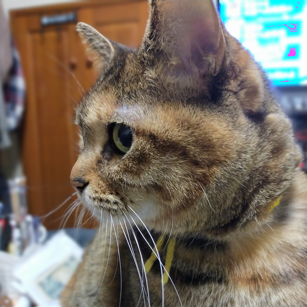 さお