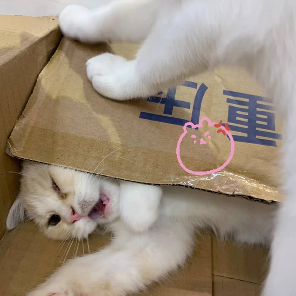 ニナ🌸