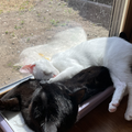 おばけなんてないさ
