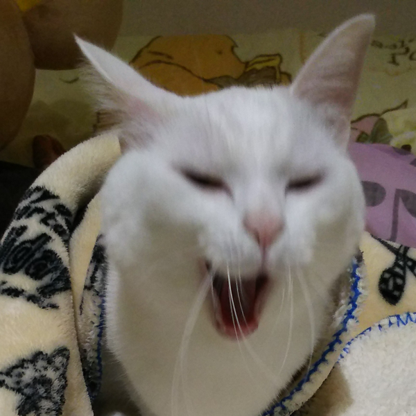 ねこぜ