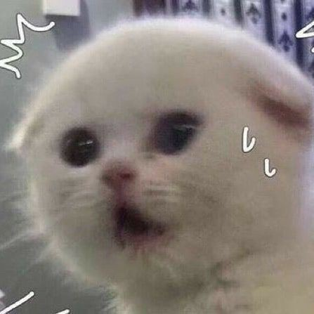𝙗 𝙤 𝙩‼️
