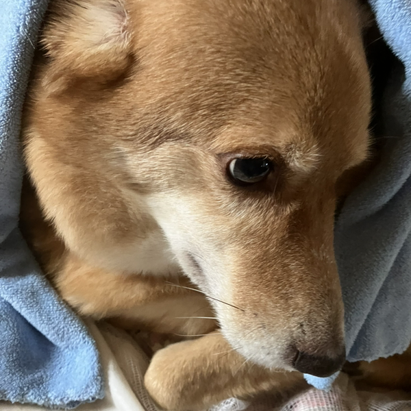 🎼郵鈴✩現在低浮上なってます♬🙇‍♀️