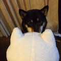 ヨルノカタスミ