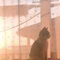 🦊