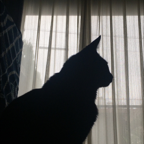 シー