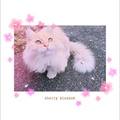 *(●)´`･)o[ウクレレ伴奏 ]o スローモーション