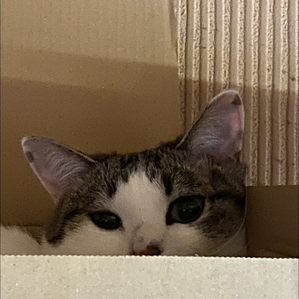 コバ