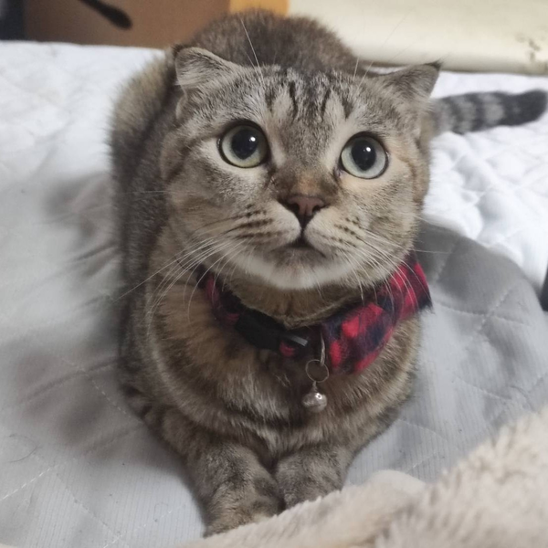 たま猫🍀