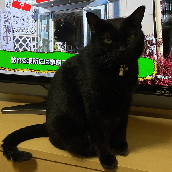 kouhei@blackcat96
