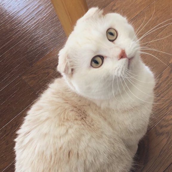 なめこんぶ