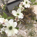 秋桜　【ピアノ伴奏】