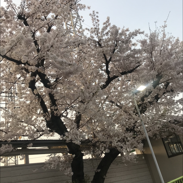 かい