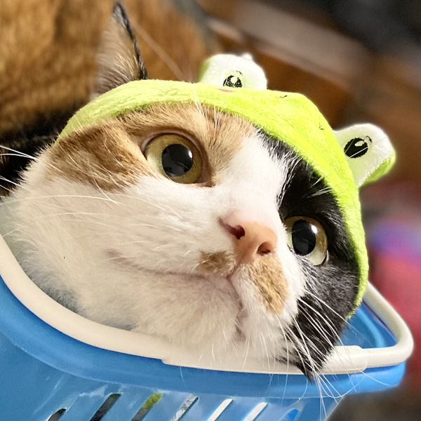 三毛猫のたま