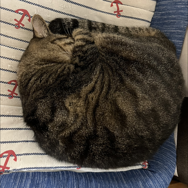 猫玉