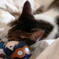 カカパ