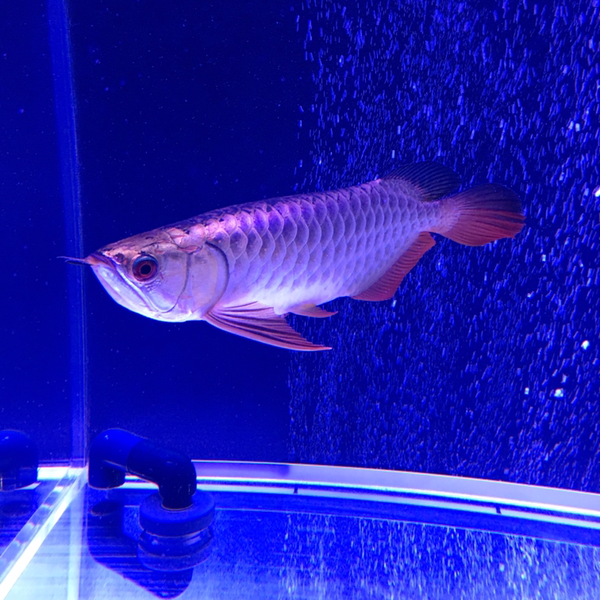 虹