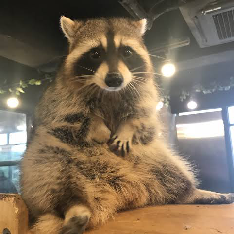 かめつか